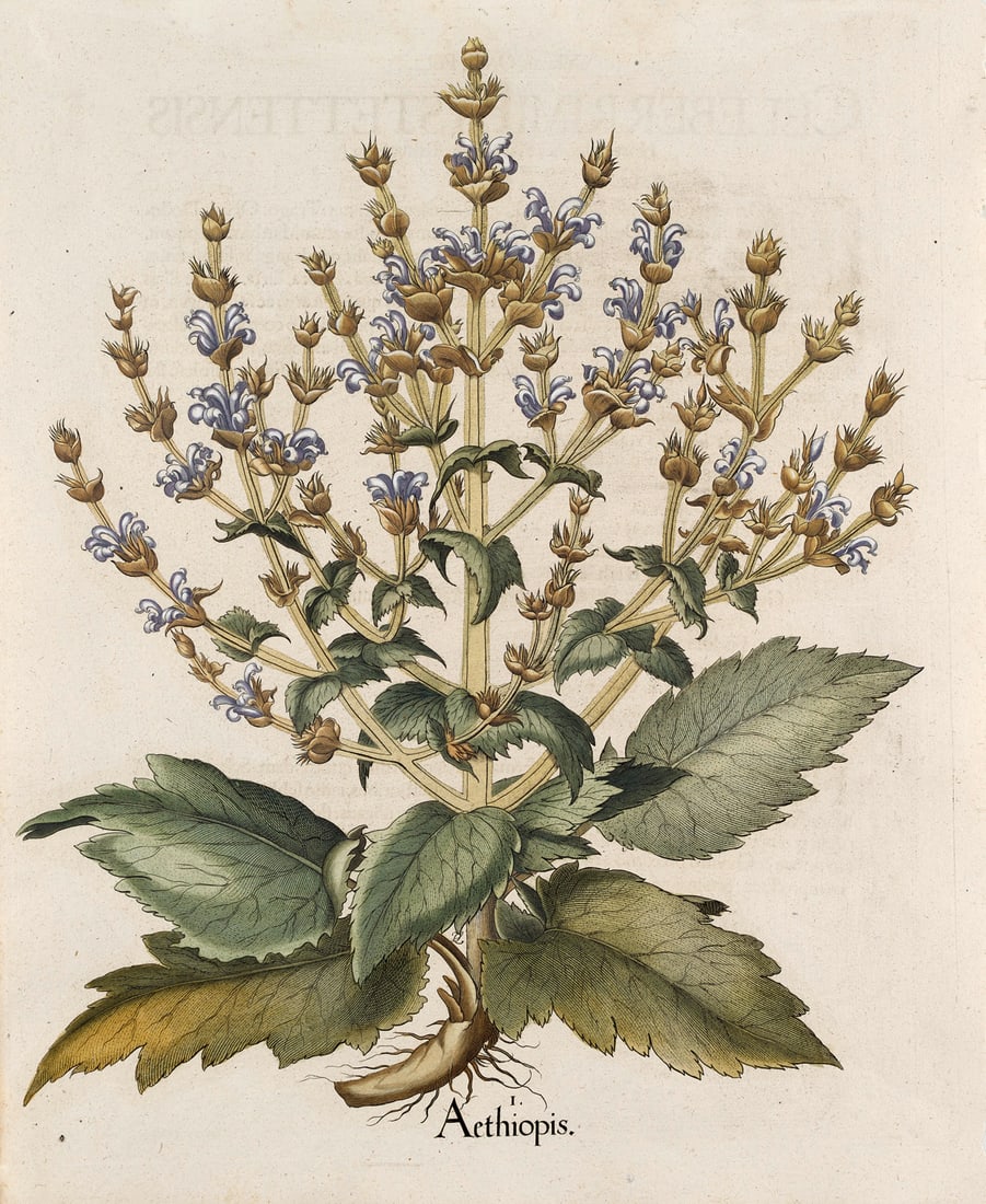 Besler, Basilius (Ungarn-Salbei). I. (Salvia) Aethiopis. Kolorierter Kupferstich aus "Hortus: Besler, Basilius(Ungarn-Salbei). I. (Salvia) Aethiopis. Kolorierter Kupferstich aus "Hortus Eystettensis". Eichstätt und Nürnberg, 1613. Plattengröße ca. 48 x 40 cm (51,2 x 42,8 cm
