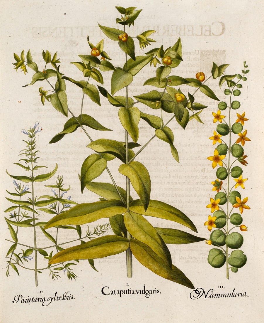 Besler, Basilius (Wolfsmilch. Glaskraut. Pfennigkraut.) I. Cataputia vulgaris. II. Parietaria (1 of 1)