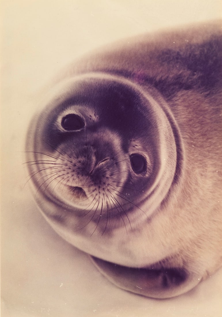 Rauschert, Martin Sammlung von 225 tls. großformatigen OPhotographien aus dem Nachlass des (1 of 4)