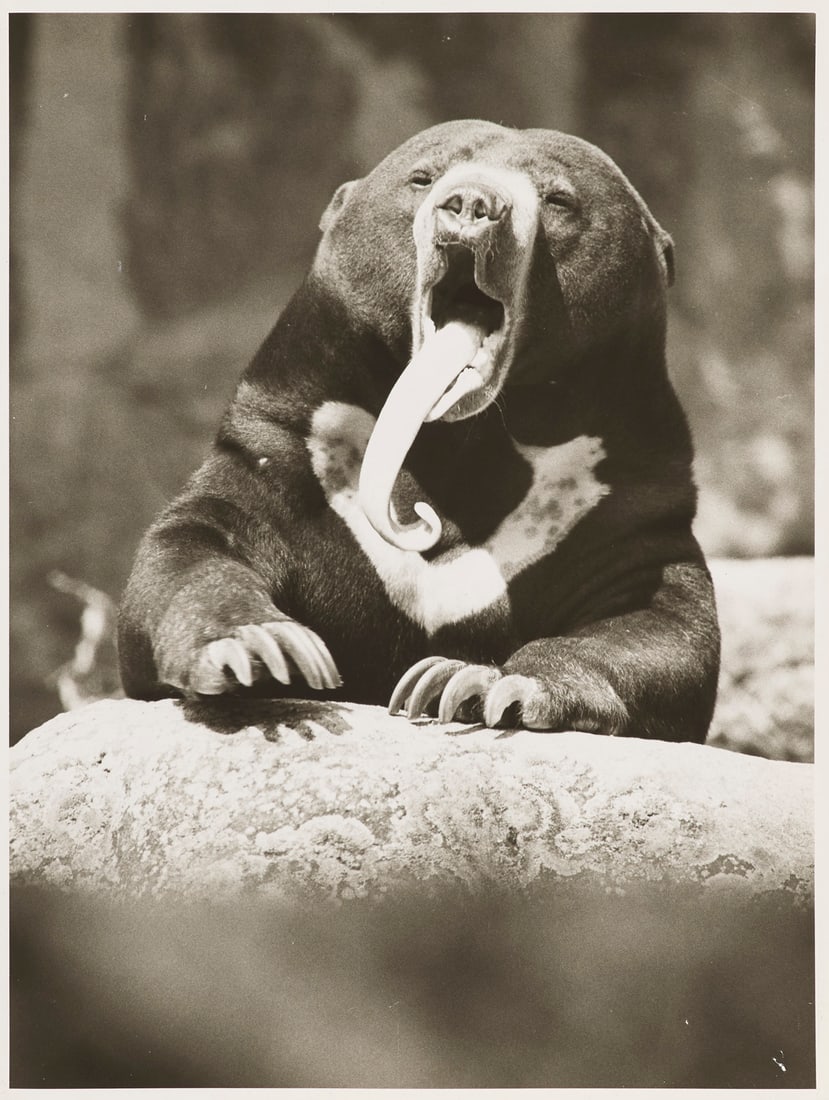Sittig, Walter Sammlung von 30 Original-Photographien mit Tierdarstellungen. 1970er-1990er Jahre. (1 of 1)