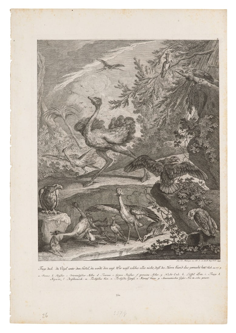 Ridinger, Johann Elias u. Martin Elias Sammlung von 4 Arbeiten mit Vogeldarstellungen. (1 of 1)