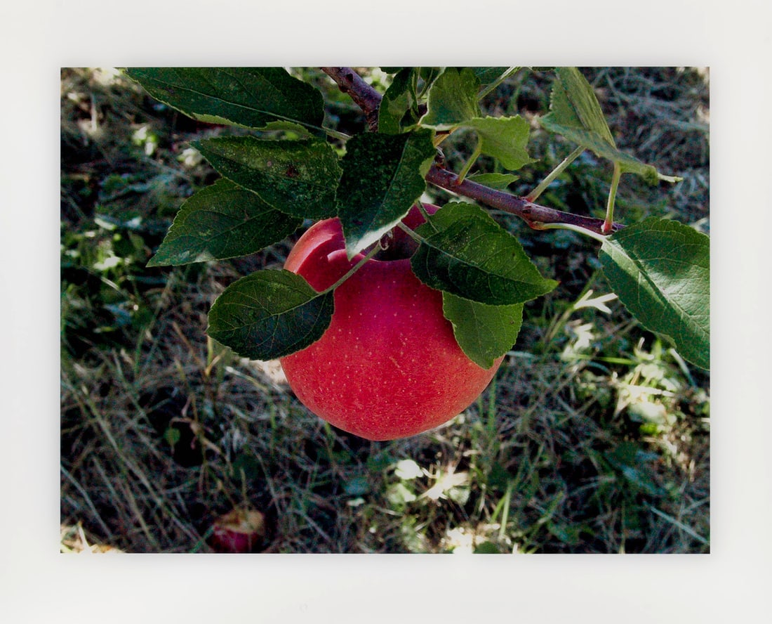 James Welling 2 Arbeiten. Apple, Red Hook, NY, 2001. Aus: Double Exposure. 2002. Je C-Print, (1 of 2)
