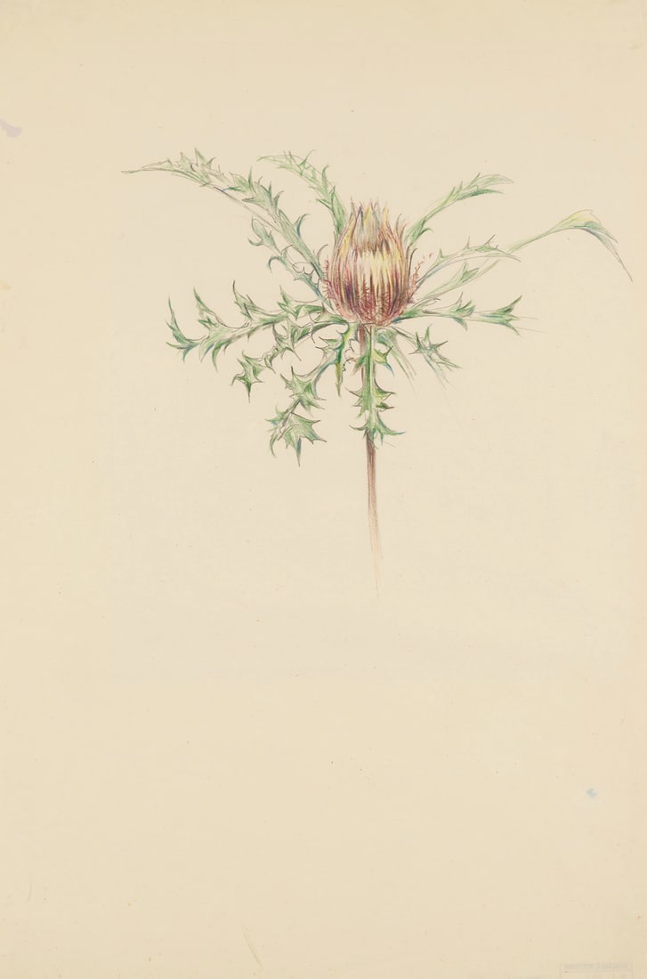 Rudolf Schlichter Calina acanthifolia. 1920er Jahre. Farbstift auf leichtem Velin. 40,5 x 27 cm.: Neue SachlichkeitRudolf SchlichterCalina acanthifolia. 1920er Jahre. Farbstift auf leichtem Velin. 40,5 x 27 cm. Verso mit Nachlassstempel. Punktuell auf Unterlage montiert und im Passepartout freiges