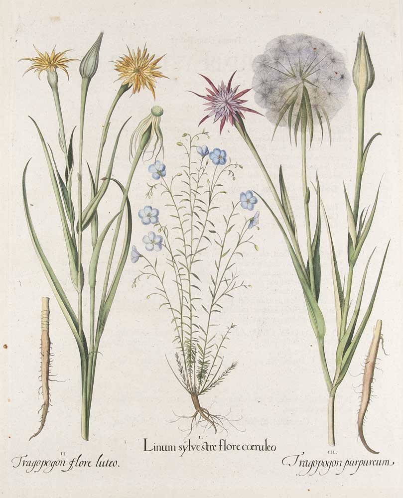 Besler, Basilius Dauer-Lein, Bocksbart, Haferwurzel.: Besler, Basilius Coloured engraving from the Basilius Besler Hortus Eystettensis. 17th/18th century. - At the outer margin expertly slight backed. Dauer-Lein, Bocksbart, Haferwurzel. Linum sylvestre f