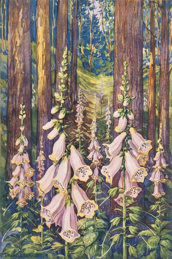 Berg, O. T. und C. F. Schmidt Darstellung und: Berg, O. T. und C. F. Schmidt Darstellung und Beschreibung sämmtlicher in der Pharmacopoea Borussics aufgeführten Offiziellen Gewächse. Mit 180 (von 204) meist kolorierten Original-Lithographien. L