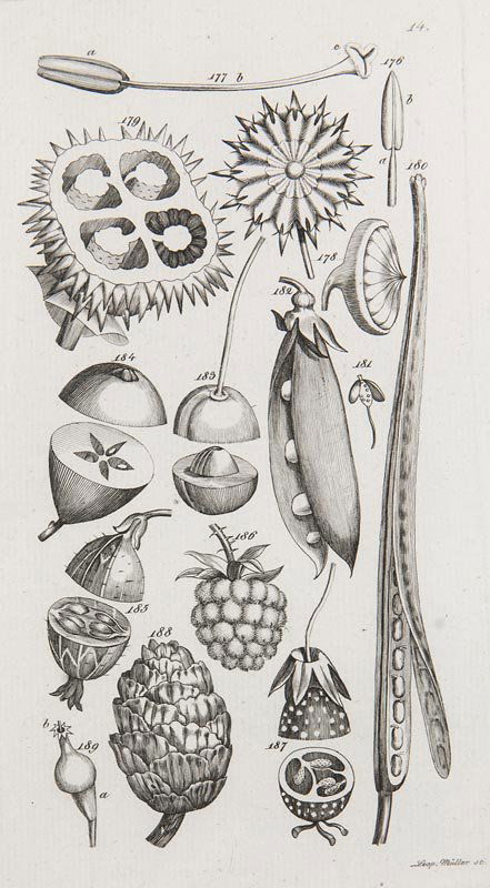 Smith, J.E Anleitung zum Studium der physiologischen (1 of 1)