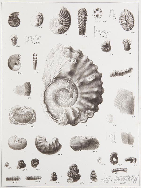 Fritsch, Anton Cephalopoden der Böhmischen (1 of 1)