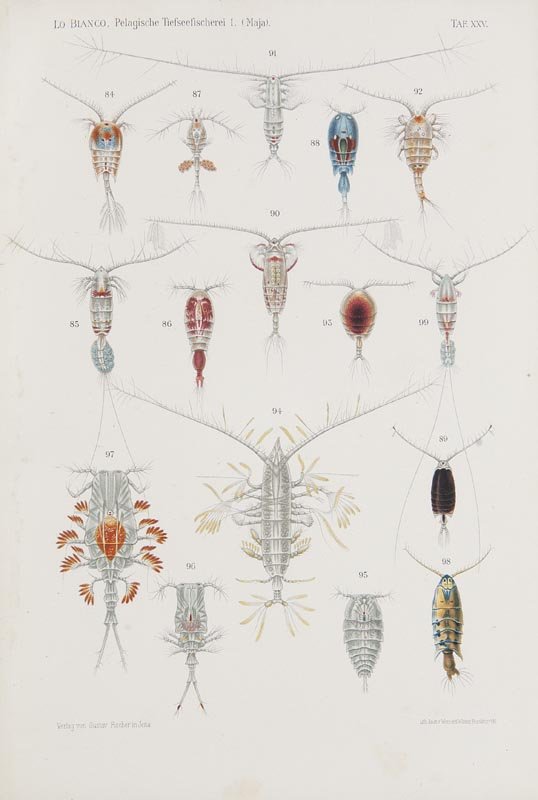 Lo Bianco, Salvatore Pelagische Tiefseefischerei der (1 of 1)