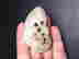 item-65946690=13