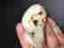 item-65946690=15