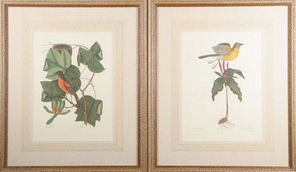 AFTER MARK CATESBY. (1679-1749). The Tulip Tree an: AFTER MARK CATESBY. (1679-1749). The Tulip Tree and The Baltimore Bird, Oenanthe Americana, Willow Oak and Largest White Bill'd Woodpecker, Live Oak and The large red crested Woodpecker, Coco Plum an