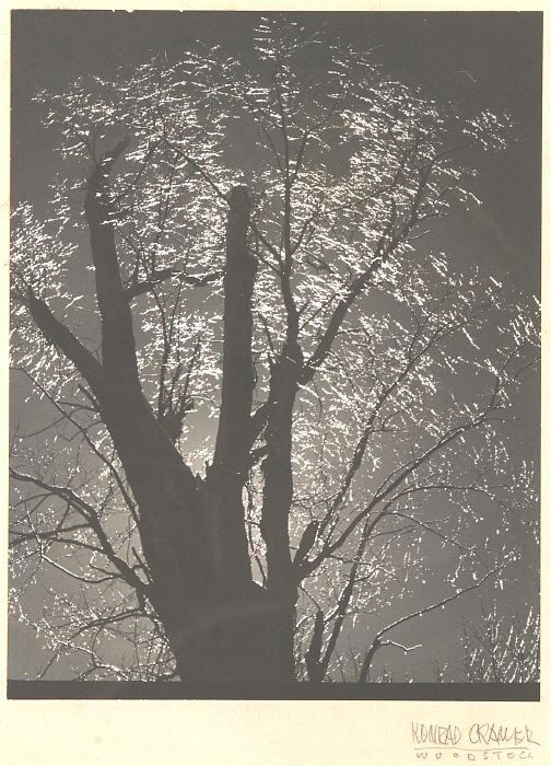 KONRAD CRAMER (German/American, 1888/196: KONRAD CRAMER (German/American, 1888/1963). TREE STUDY, signed and inscribed Woodstock on the mount. Gelatin silver print - 9 3/4 in. x 7 ½ Also inscribed Happy Birthday, July 20, 1949 - from Konrad