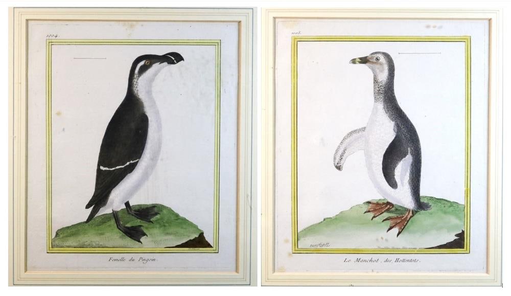 FRANCOIS NICOLAS MARTINET (French, 1731 - circa 1800). Two works: "Femelle Pingoin (plate 1004)" and (1 of 14)