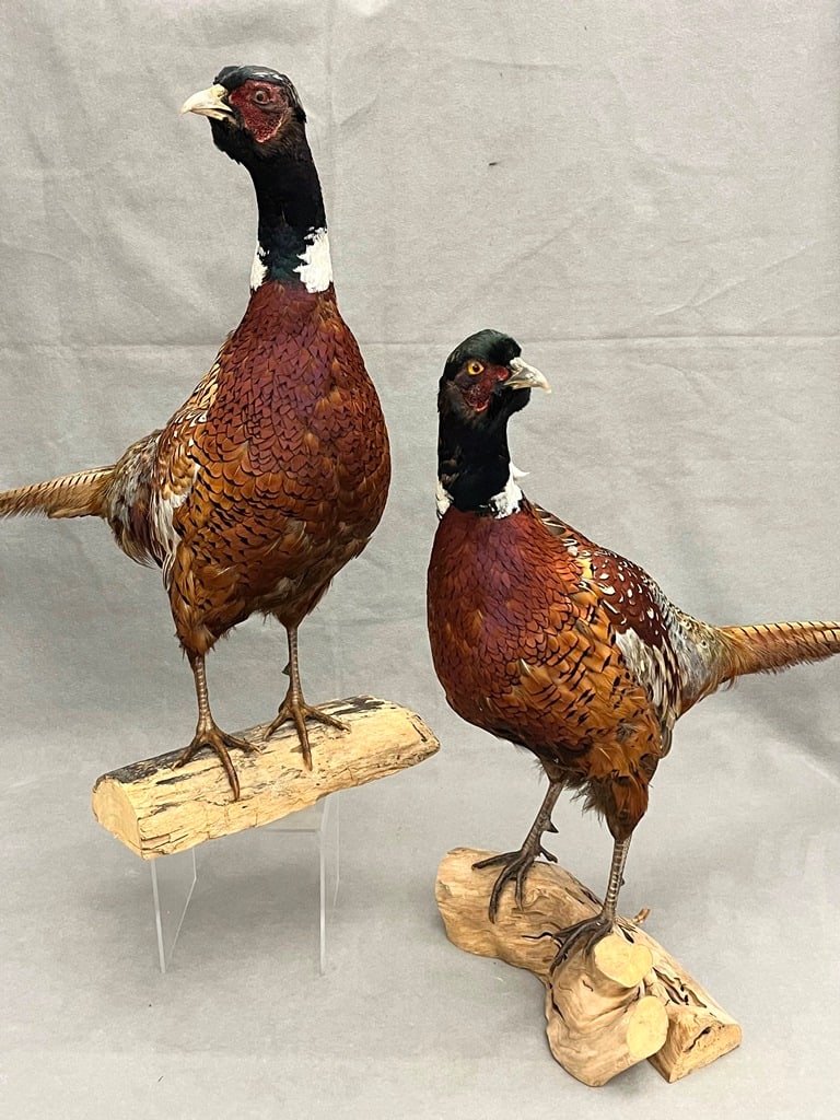PAIR TAXIDERMY FIGURES OF PHEASANTS, - H: 21 in.; L: 25 in. (1 of 17)