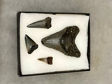 MEGALODON SHARK FOSSILS TEETH,