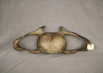 BLUE WHALE VERTEBRAL BONE. - Length: 28 inches.