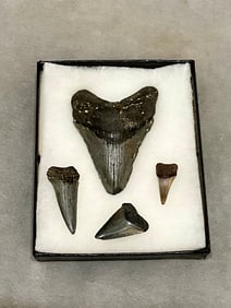 MEGALODON SHARK FOSSILS TEETH. - largest tooth: 3.25 x 2.5 inches.