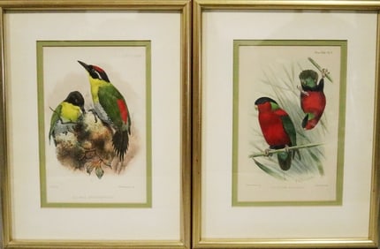 PAIR OF ORNITHOLOGICAL PRINTS. Early 20th century. - Framed.