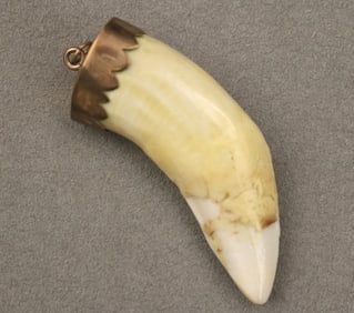 KENYAN 9K YELLOW GOLD MOUNTED TIGER TOOTH PENDANT.