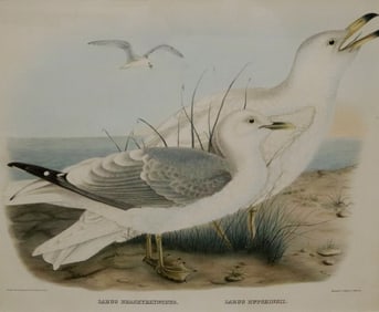 DANIEL GIRAUD ELLIOT (American, 1835-1915). Plate: "Larus brachyrhynchus" and "Larus Hutchinsii", As