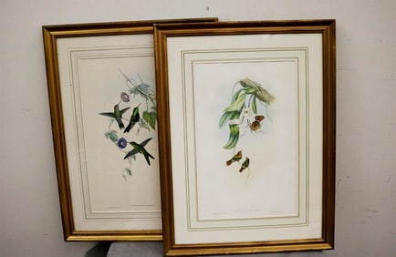 JOHN GOULD (English, 1804-1881). Two works: "Sporadinus Elegans: St. Domingo Humming-Bird" and