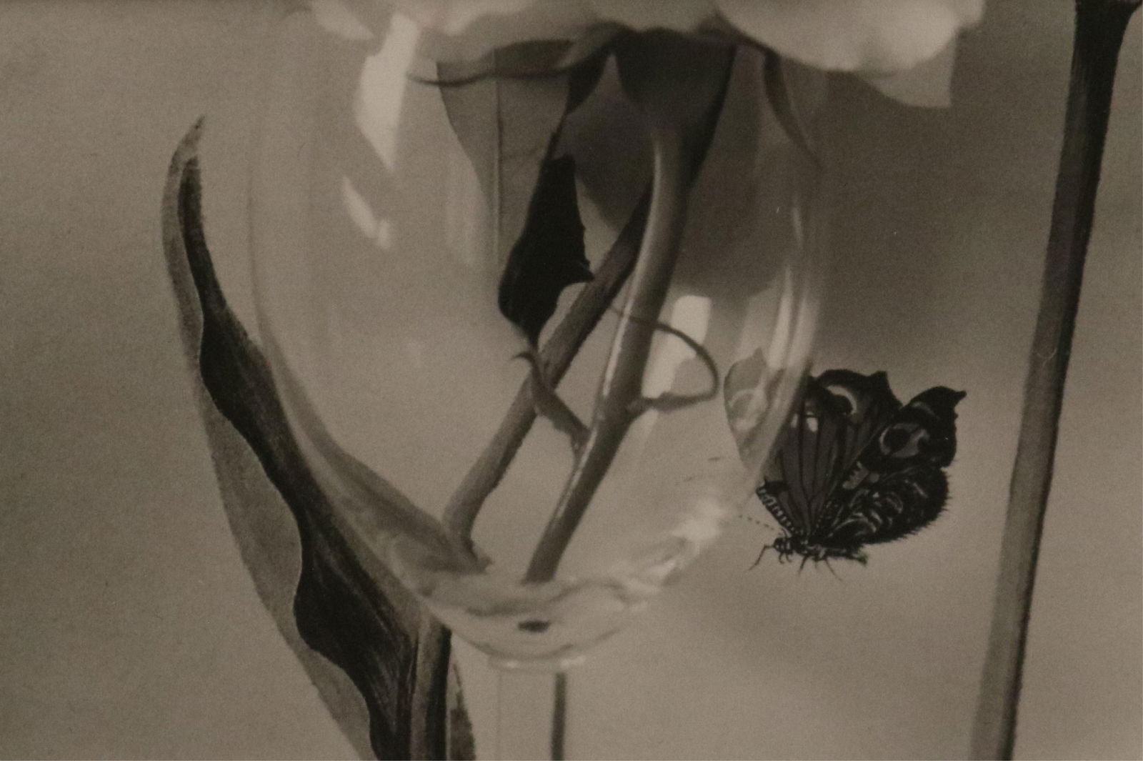 Eileen Toumanoff, American Born 1936, Still Life, 1984, Sight (as matted): 3 x 4 inches; frame: 14 x (1 of 18)