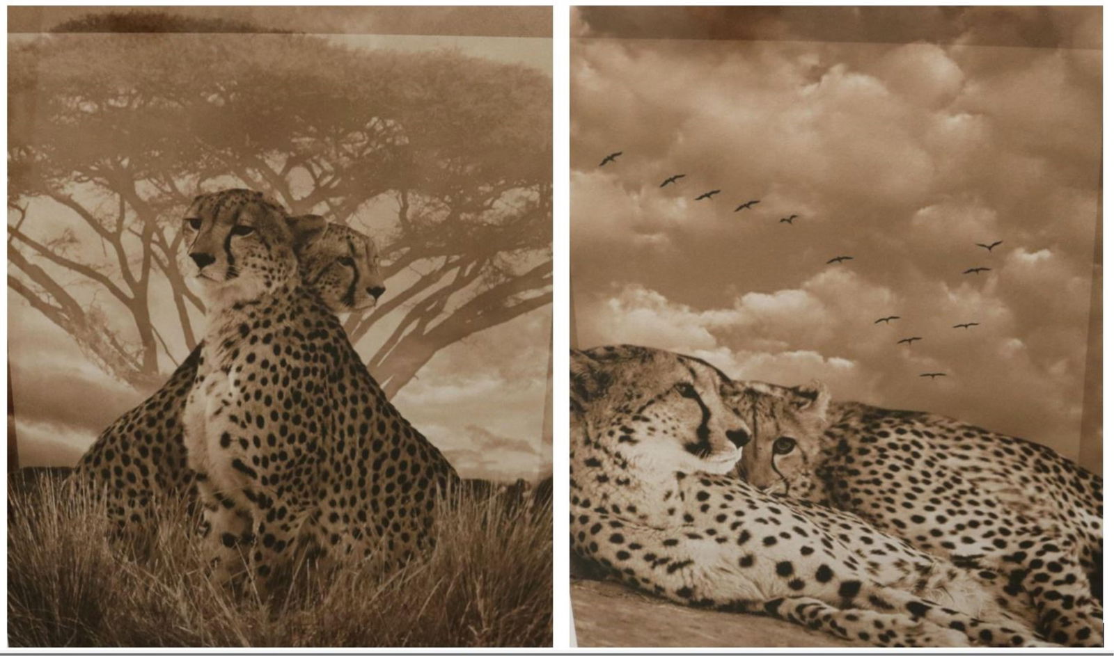 Elizabeth Henry, American born 1935, Two works: "Delta Royals" and "Playing it Cool", Sight (as (1 of 11)