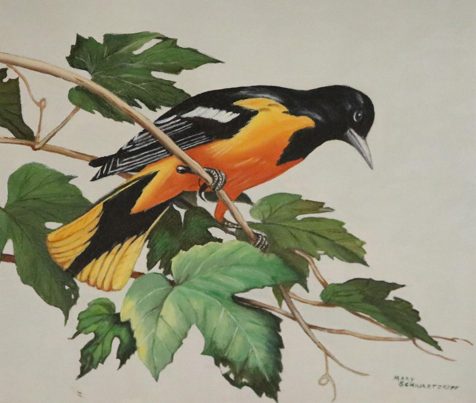 Mary Schwarzkopf, American 20th century, Baltimore Oriole, 16 x 20 inches; frame: 21 x 25 inches (1 of 10)