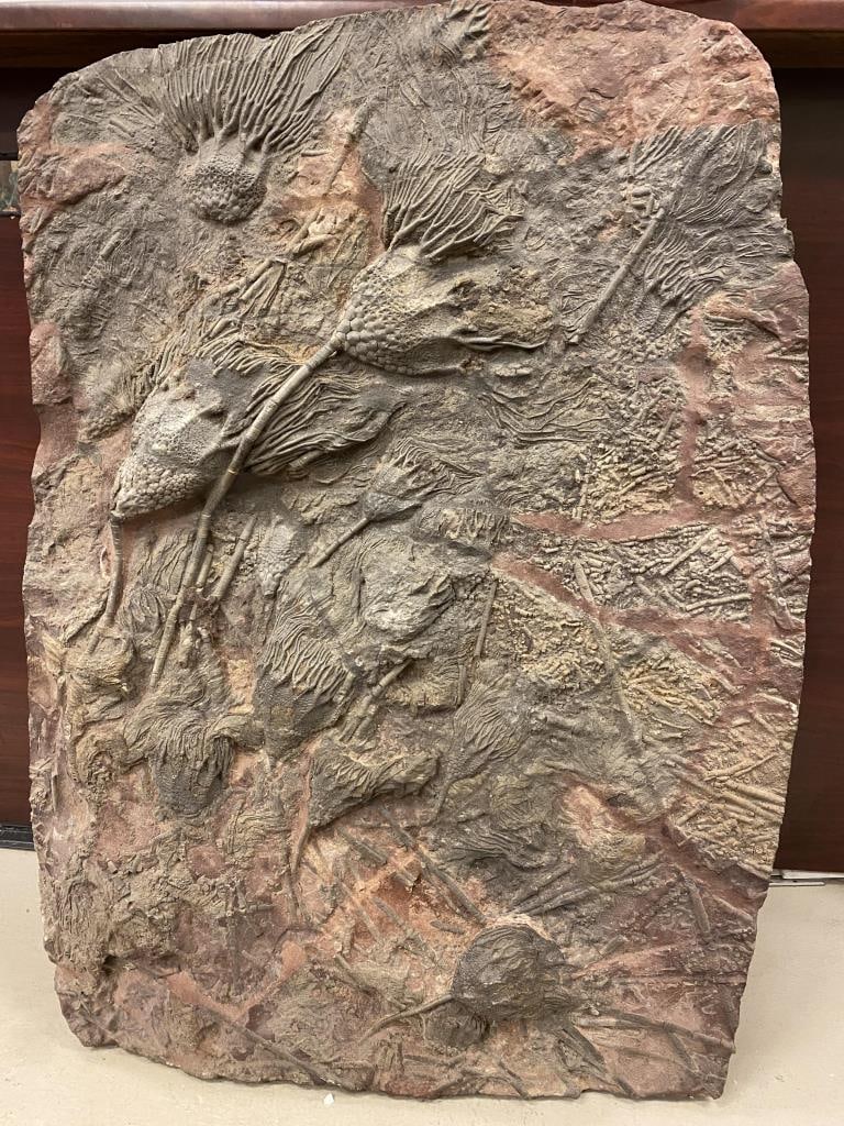 FOSSIL PLATE - 30 in. x 31 in.. (1 of 6)