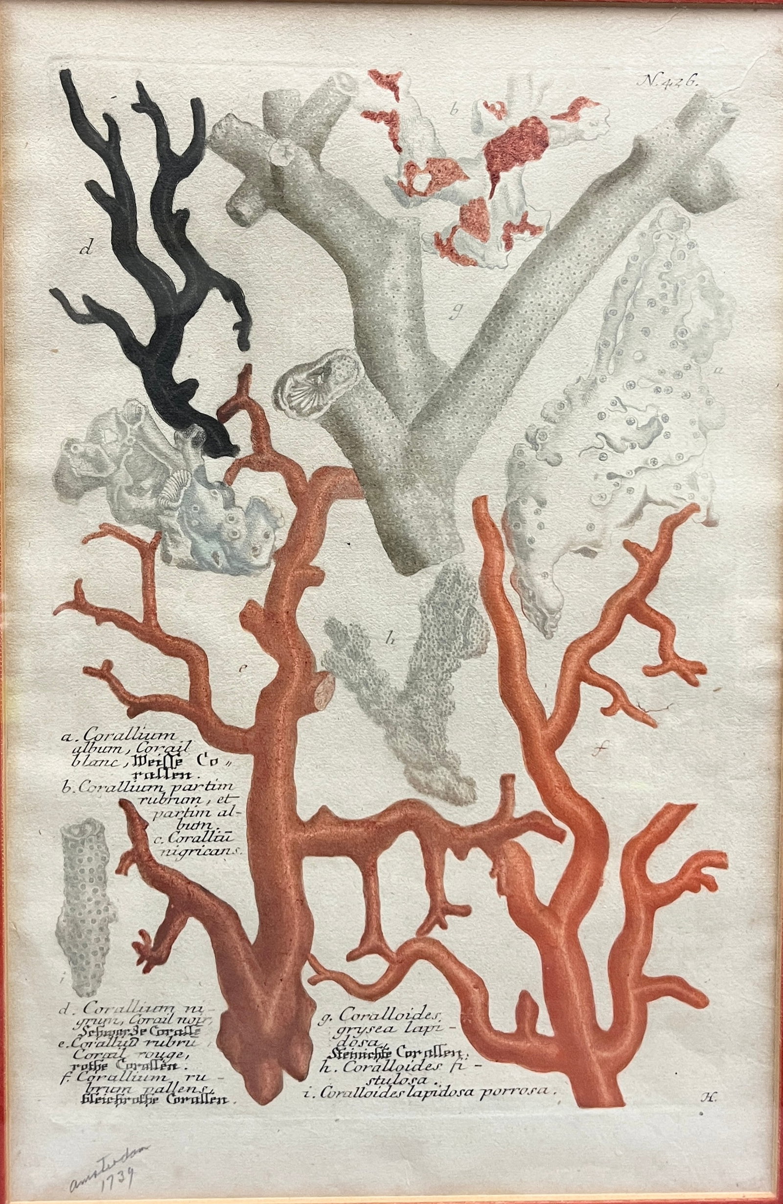 JOHANN WILHELM WEINMANN: HAND-COLORED ENGRAVING OF CORAL SPECIMENS, PLATE N. 426 circa 1740 - . (1 of 8)