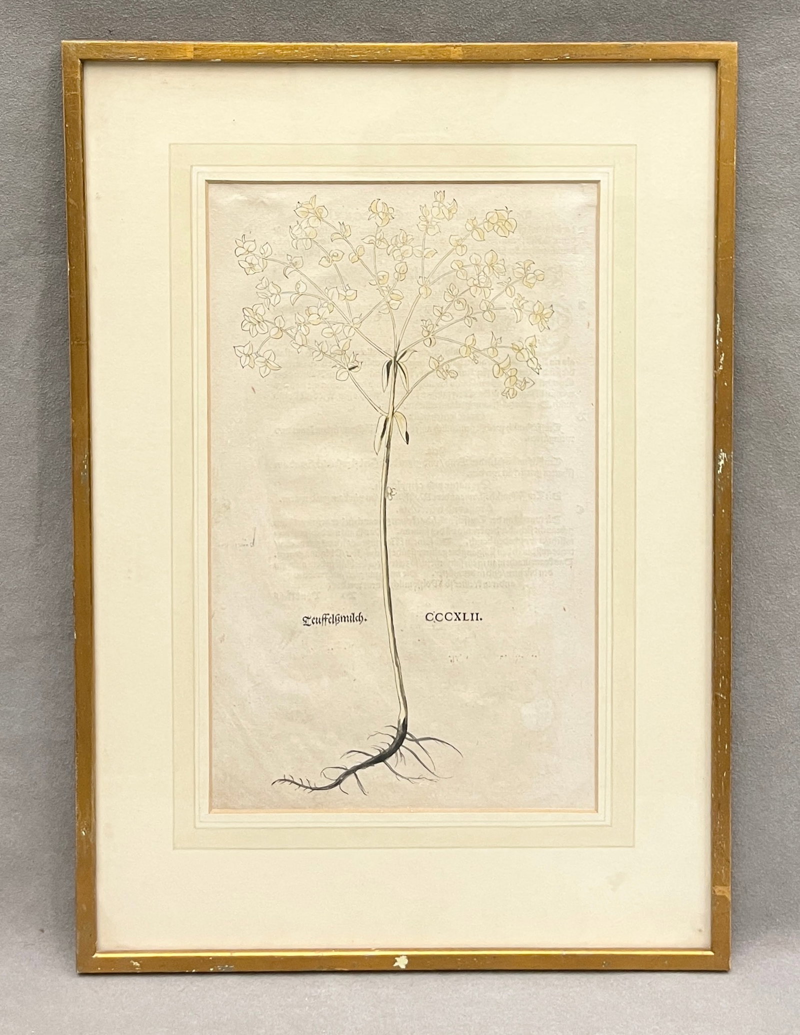 TEUFFELSSMILCH: A HAND-COLORED HERBAL WOODCUT, PLATE CCCXLII 16th century - Sight (as matted): 13 x (1 of 4)