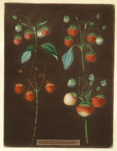 GEORGE BROOKSHAW, English, 1751-1823. - 16 1/4 x: GEORGE BROOKSHAW, English, 1751-1823. Plate I from 'Pomona Britannica', depicting strawberries on a brown field. Etching and aquatint - 16 1/4 x 12 1/2 in.