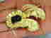 item-131462600=8