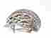 item-131462625=4