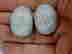 item-131462625=8