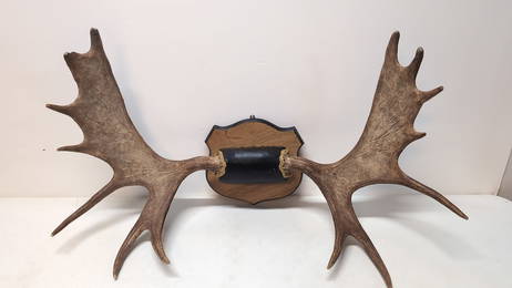 14 Point Moose Antlers on plaque