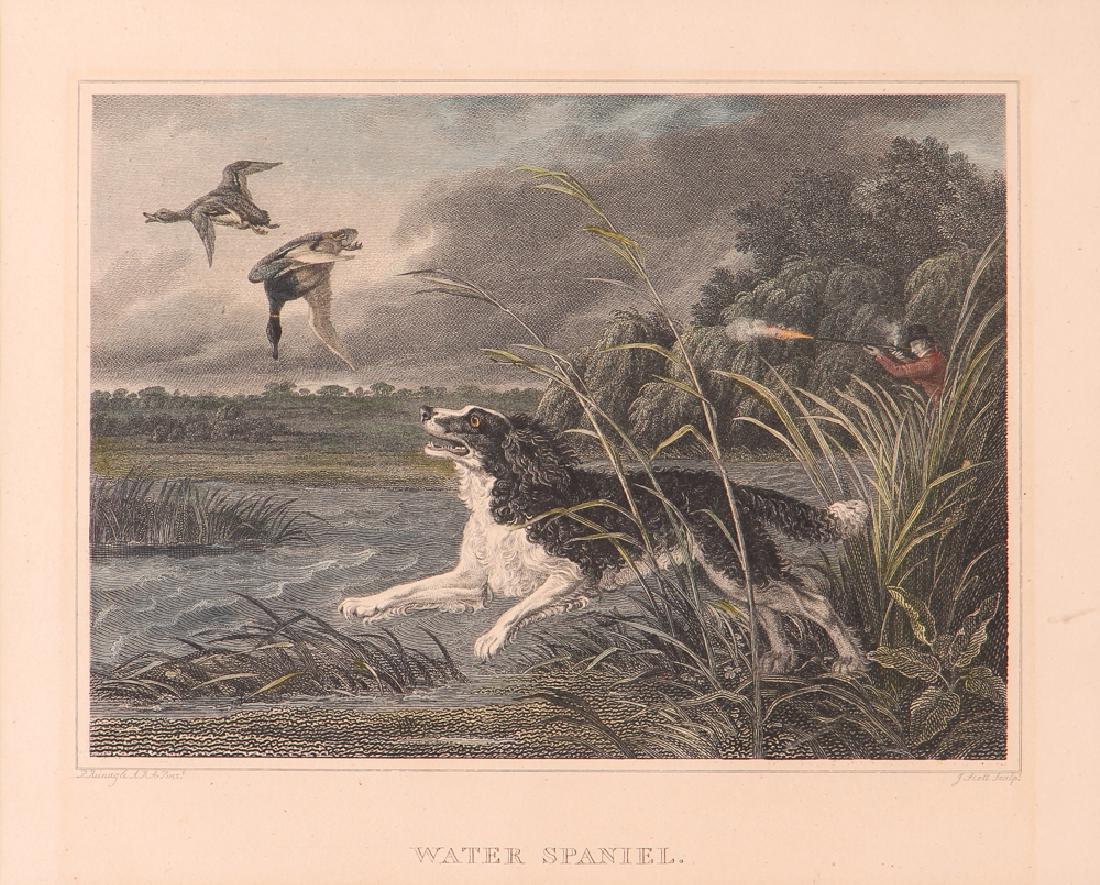 2 Hunting Dog engravings after Reinagle Stag Hound & (1 of 10)