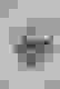 item-53154738=4