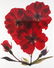 2 Ann Parker photograms Wild Roses & Red Anemone