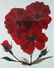 2 Ann Parker photograms Wild Roses & Red Anemone - 3