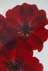 2 Ann Parker photograms Wild Roses & Red Anemone - 4