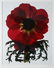 2 Ann Parker photograms Wild Roses & Red Anemone - 8