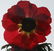 2 Ann Parker photograms Wild Roses & Red Anemone - 9