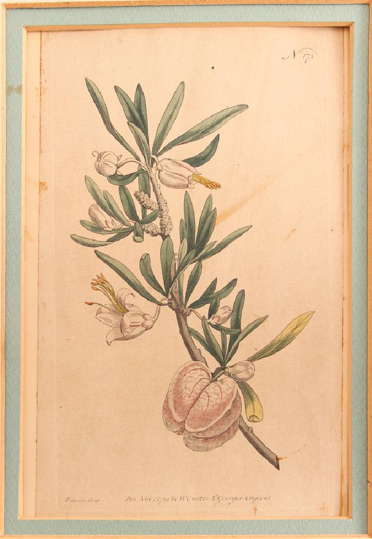 Five Steel Engravings: Five steel engravings, two of Rembrandt, another "A Country Girl," one of Lord Nelson, and one botanical, largest frame size 23 by 16 inches.
