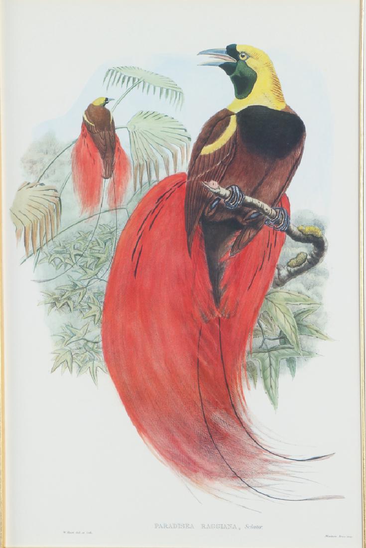 3 beautifully framed Gould ornithological prints (1 of 3)