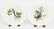 Alfred Meakin Audubon Birds of America Plates. - 5