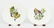 Alfred Meakin Audubon Birds of America Plates. - 7