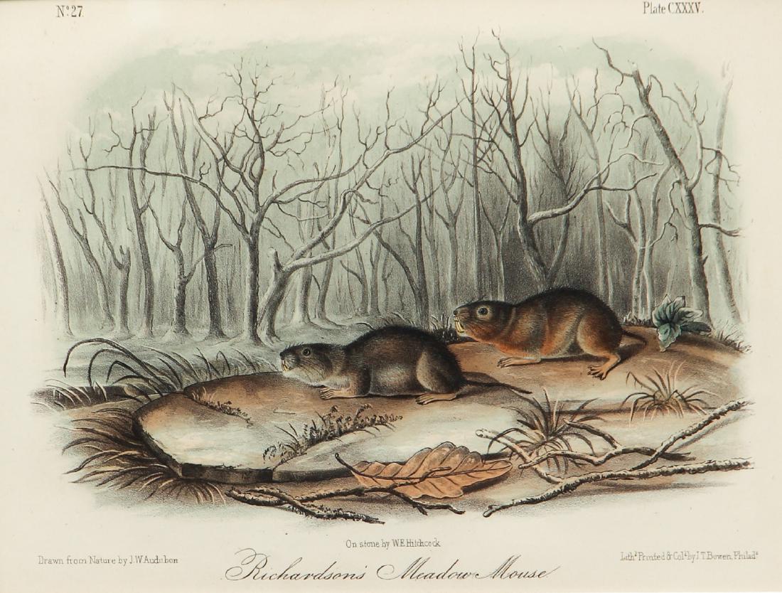 J J Audubon, 2 plates Mouse and Hare QUADRUPEDS (1 of 16)
