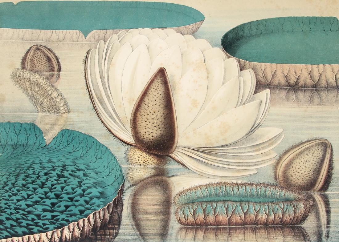 William Sharp chromolithograph The Great Water Lily: Sharp, William (1803-1875), after John Fisk Allen (1785-1865), from Victoria regia, or, The great Water Lily of America , chromolithograph on woven paper, Boston printed by Sharp & Sons 1854 folio, sh