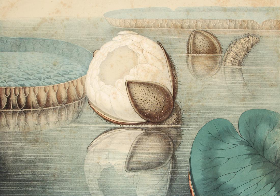 3 William Sharp chromolithographs from The Great Water: Sharp, William (1803-1875), after John Fisk Allen (1785-1865), 3 chromolithographs from Victoria Regia, or, The great Water Lily of America , (including a cross section detail of a water lily pad, ill
